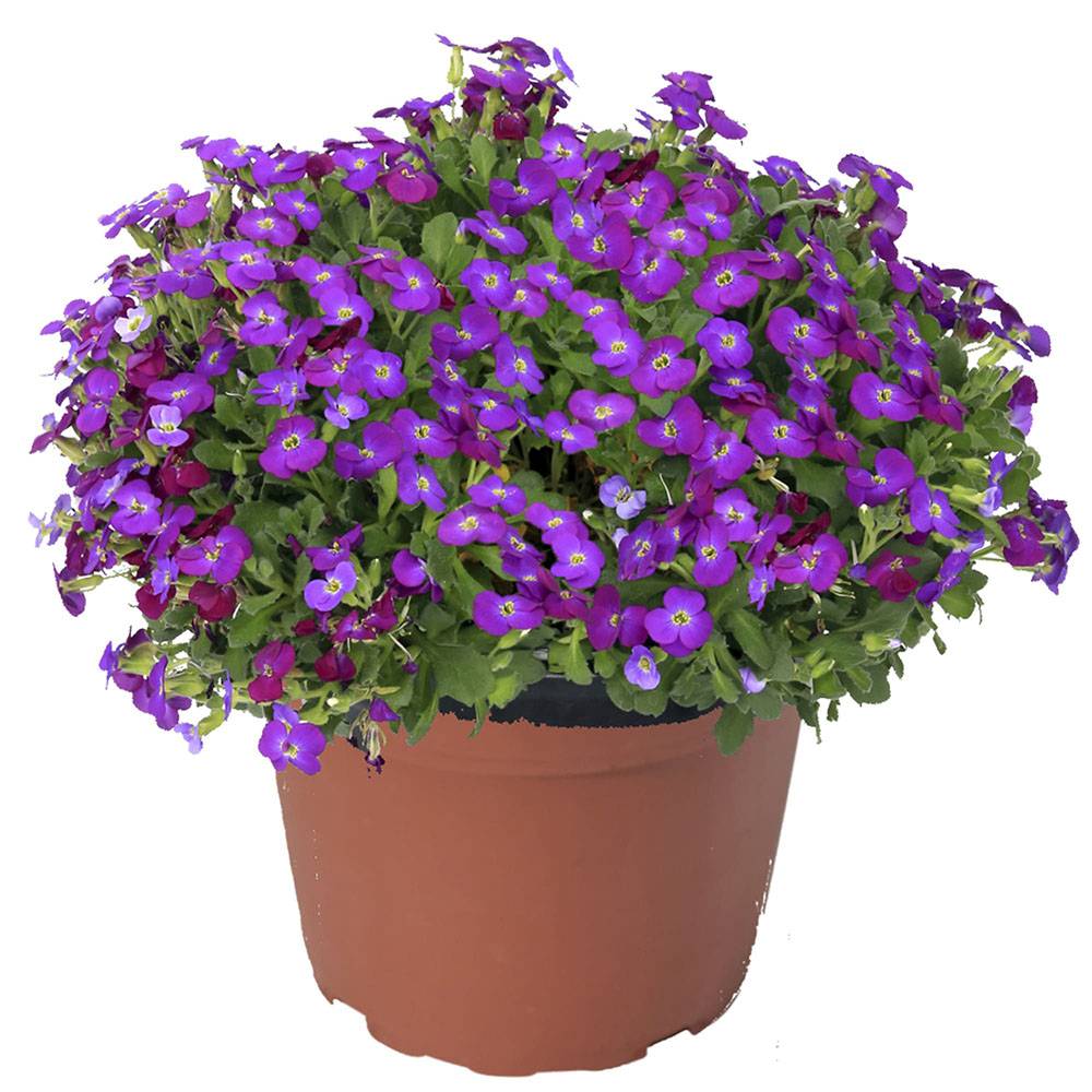 Kerti pázsitviola ‘Axcent Lilac’, természetes terjedésű, lila virágokkal, sziklakertekbe, tavaszi évelő talajtakaró, fagytűrő