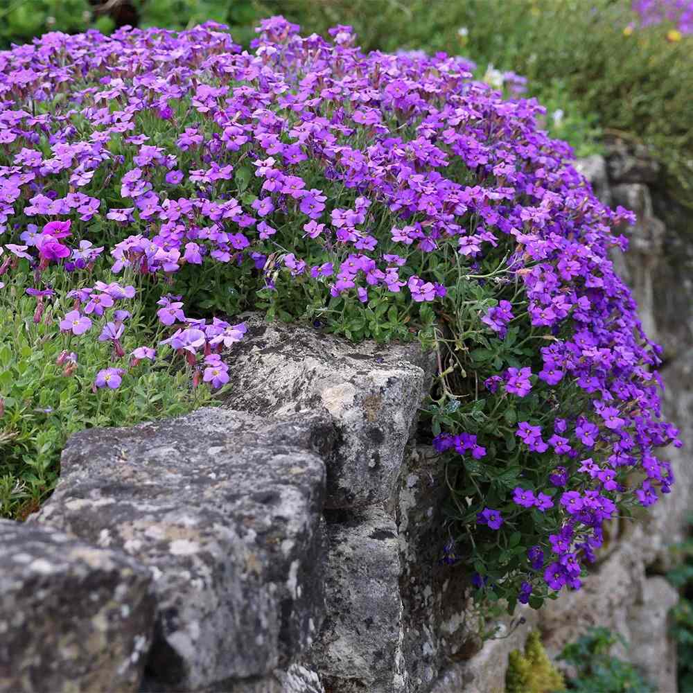 Kerti pázsitviola ‘Axcent Lilac’, természetes terjedésű, lila virágokkal, sziklakertekbe, tavaszi évelő talajtakaró, fagytűrő