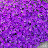 Kerti pázsitviola ‘Axcent Lilac’, természetes terjedésű, lila virágokkal, sziklakertekbe, tavaszi évelő talajtakaró, fagytűrő