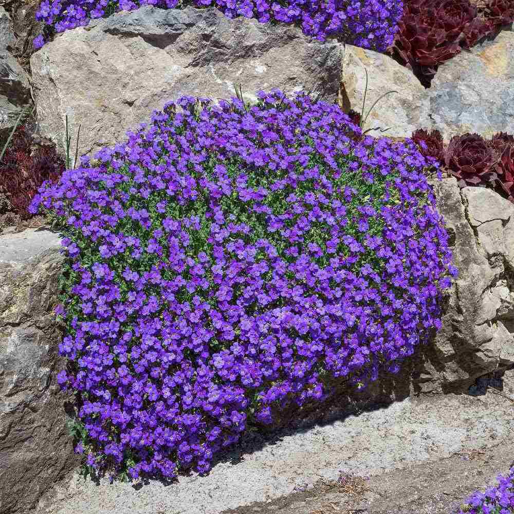 Kerti pázsitviola ‘Axcent Lilac’, természetes terjedésű, lila virágokkal, sziklakertekbe, tavaszi évelő talajtakaró, fagytűrő
