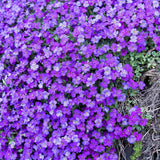 Aubrieta 'Blue Emperor' – kékeslila virágszőnyeg, talajtakaró évelő sziklakertekbe