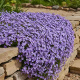 Aubrieta 'Blue Emperor' – kékeslila virágszőnyeg, talajtakaró évelő sziklakertekbe