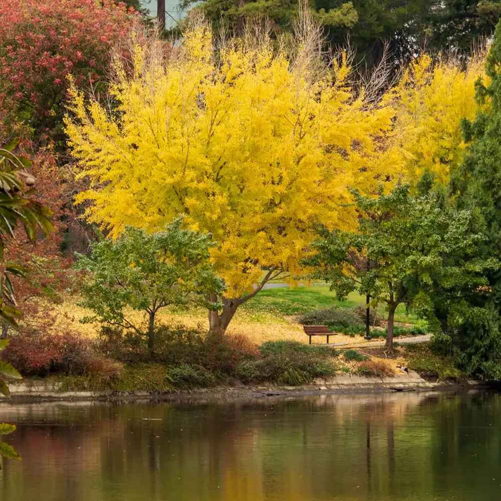 Arborele Pagodelor (Ginkgo Biloba), colorit de toamna cu frunze aurii, specie antica, perfect pentru umbra