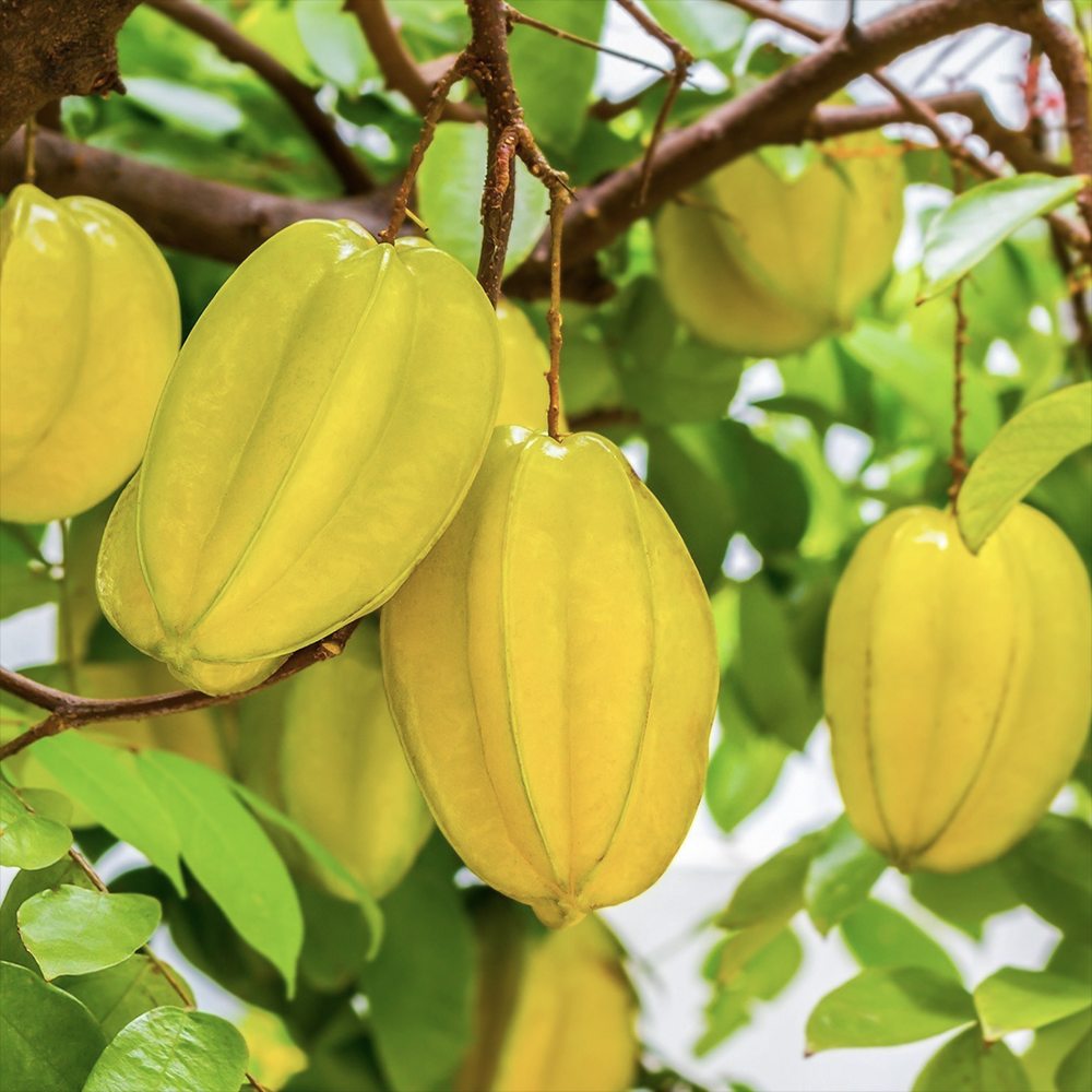 Csillaggyümölcs (Averrhoa carambola) – egzotikus, édes-savanykás sárga gyümölcsökkel