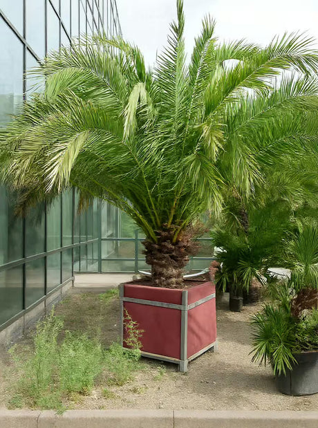 Kókuszpálma (Butia capitata) – egzotikus, fagytűrő pálma ehető gyümölccsel