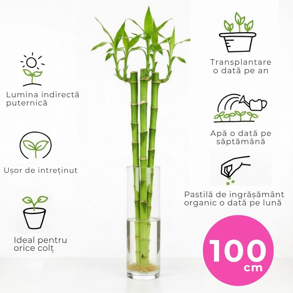 Szerencse-bambusz Dracaena Sanderiana – elegáns feng shui szobanövény, 100 cm