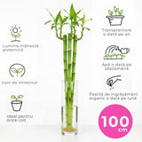 Szerencse-bambusz Dracaena Sanderiana – elegáns feng shui szobanövény, 100 cm