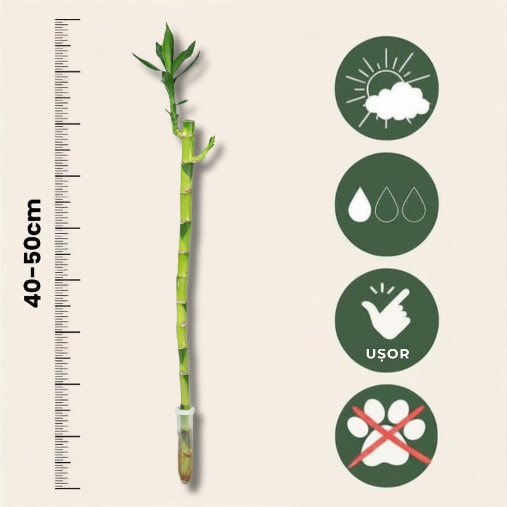 Szerencsés bambusz Dracaena Sanderiana – egyenes szárú feng shui szobanövény