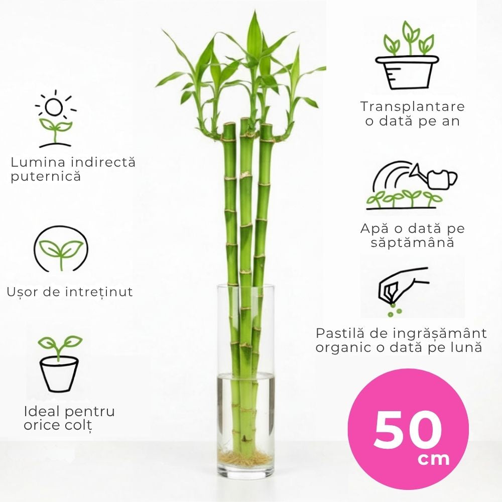 Szerencsés bambusz Dracaena Sanderiana – egyenes szárú feng shui szobanövény