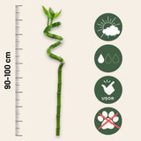 Szerencse-bambusz spirál 'Lucky Bamboo' – elegáns beltéri dísznövény Feng Shui szimbólummal