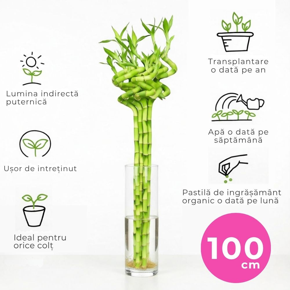 Szerencse-bambusz spirál 'Lucky Bamboo' – elegáns beltéri dísznövény Feng Shui szimbólummal