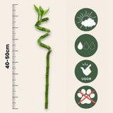 Szerencsebambusz Dracaena Sanderiana spirális szárral – elegáns beltéri dísznövény