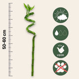 Szerencsebambusz Dracaena Sanderiana spirális törzscsel – elegáns Feng Shui szobanövény