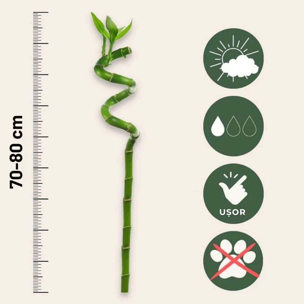 Szerencsebambusz Dracaena Sanderiana spirális törzssel – elegáns beltéri Feng Shui dísznövény
