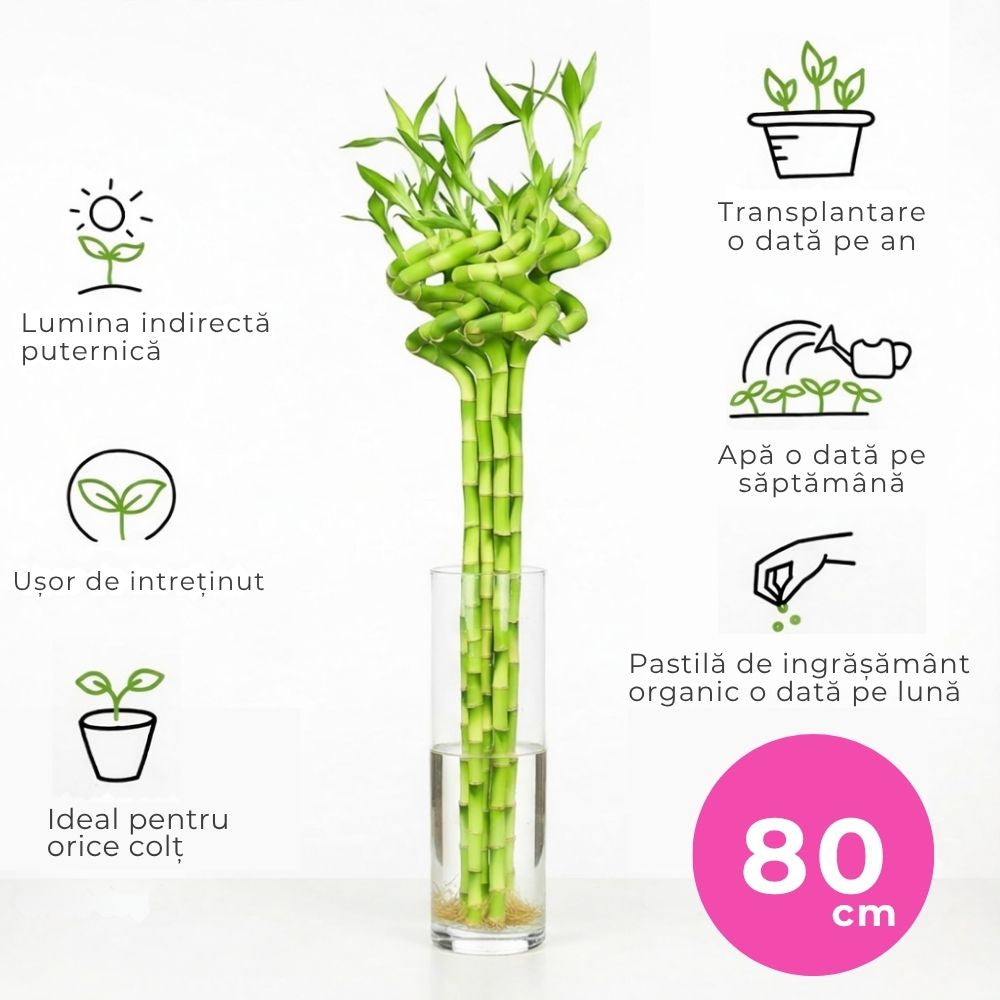 Szerencsebambusz Dracaena Sanderiana spirális törzssel – elegáns beltéri Feng Shui dísznövény