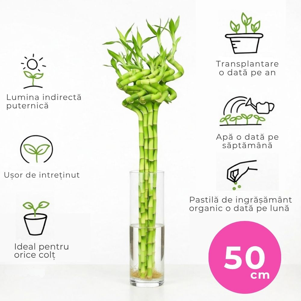 Szerencsebambusz Dracaena Sanderiana spirális szárral – elegáns beltéri dísznövény