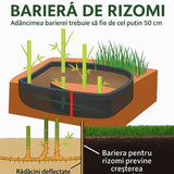 Bambus de Gradina Gri Gigant (Phyllostachys) Henon, bambus decorativ rezistent la ger, crestere rapida, ideal pentru gard viu