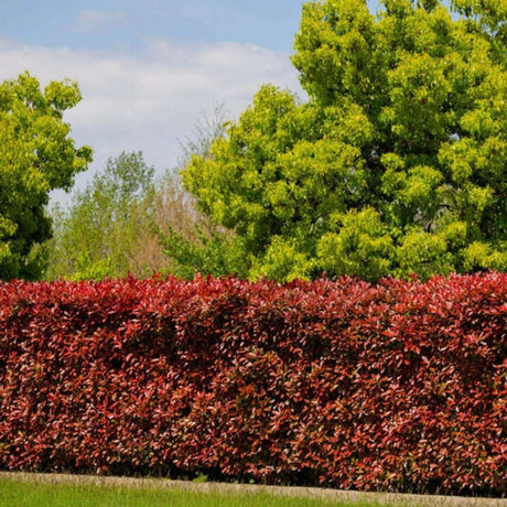 Dracila Berberis Japoneza  Atropurpurea, arbust decorativ cu frunze rosu-purpurii, gard viu mic sau borduri