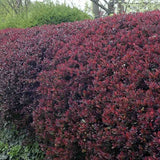 Dracila Berberis Japoneza Atropurpurea Nana, arbust pitic cu frunze rosu-purpurii, ideal pentru borduri