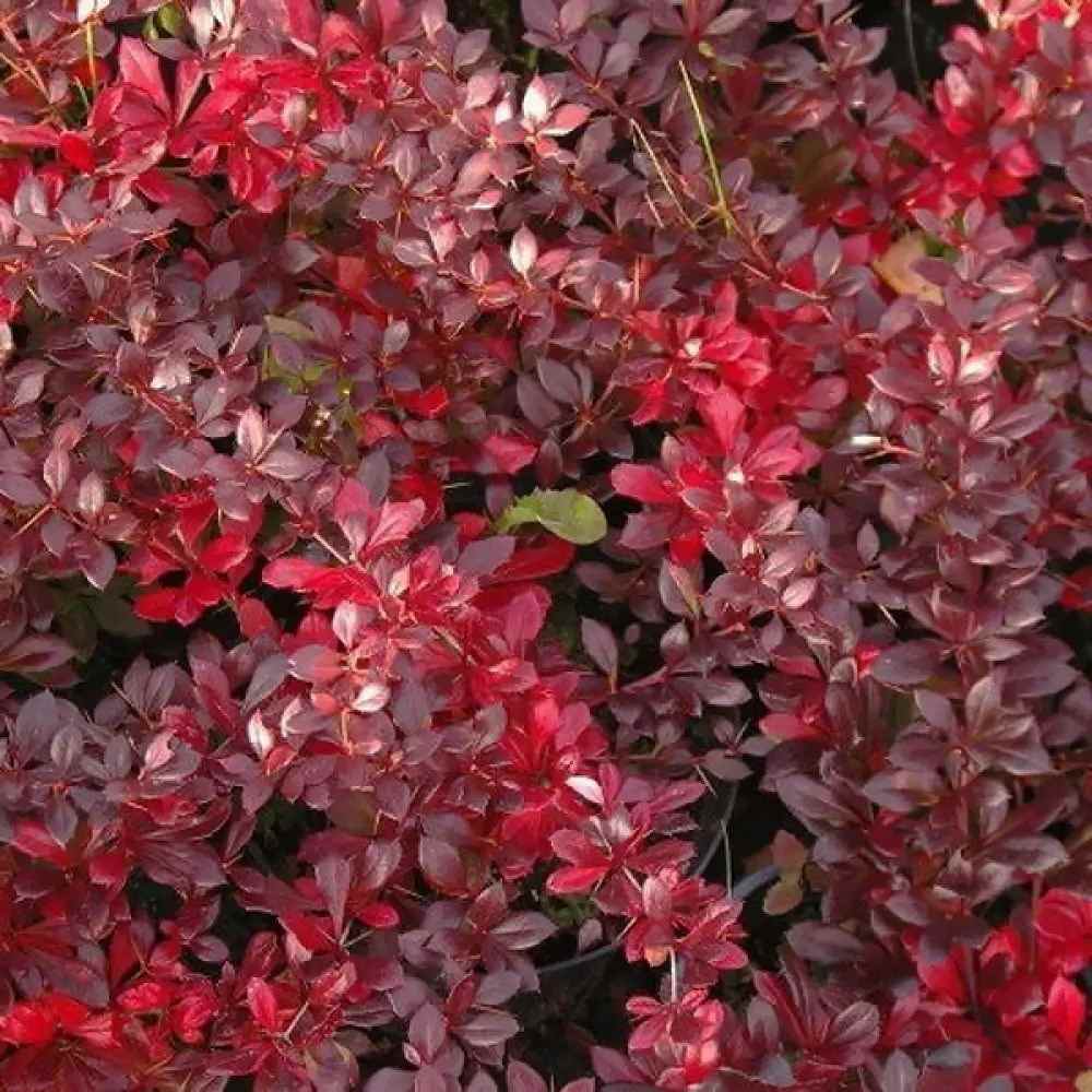 Dracila Berberis Japoneza Red Jewel,  arbust decorativ cu frunze rosii fructe rosii, de gradina