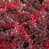 Dracila Berberis Japoneza Red Jewel,  arbust decorativ cu frunze rosii fructe rosii, de gradina