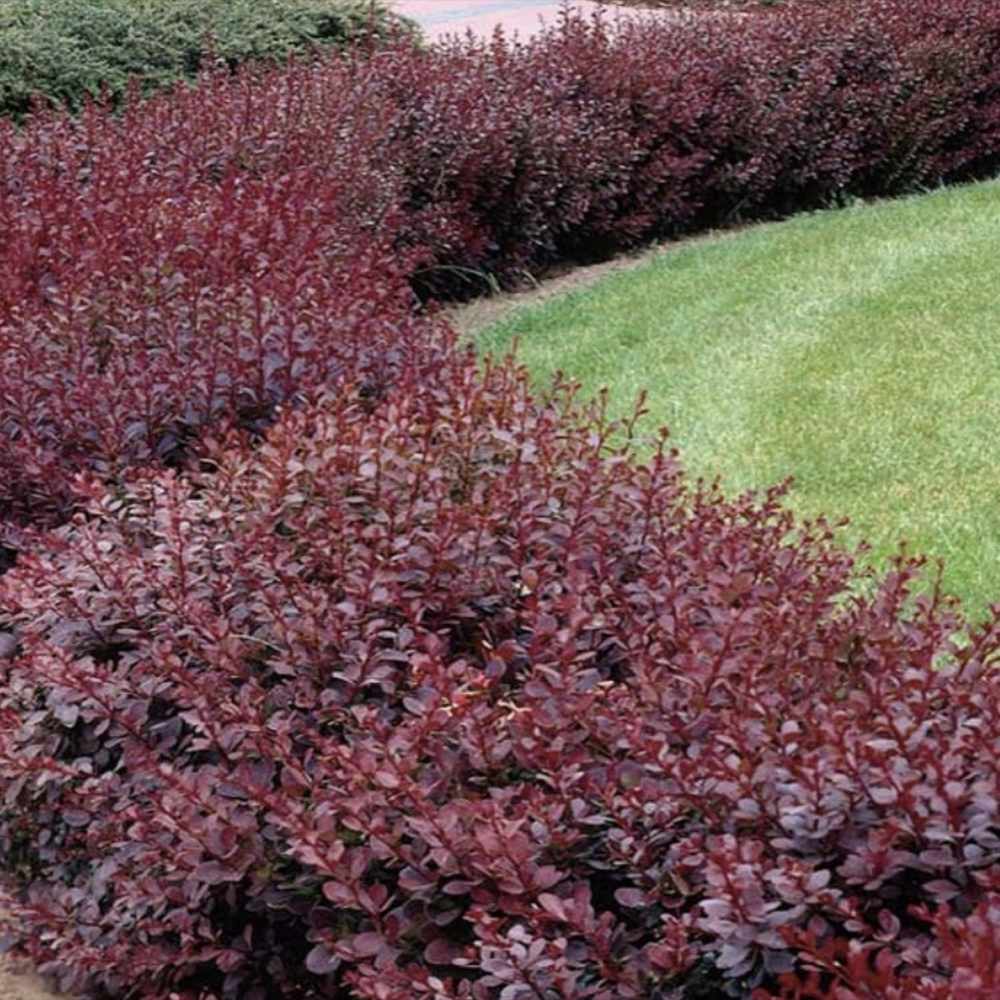 Dracila Berberis Japoneza Red Jewel,  arbust decorativ cu frunze rosii fructe rosii, de gradina