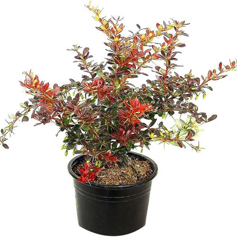 Dracila Berberis Japoneza Red Jewel,  arbust decorativ cu frunze rosii fructe rosii, de gradina