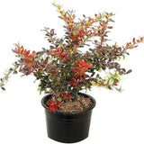 Dracila Berberis Japoneza Red Jewel,  arbust decorativ cu frunze rosii fructe rosii, de gradina