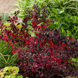 Dracila Berberis Japoneza Red Jewel,  arbust decorativ cu frunze rosii fructe rosii, de gradina
