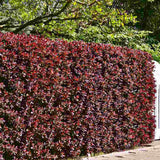 Dracila Berberis Japoneza Red Jewel,  arbust decorativ cu frunze rosii fructe rosii, de gradina