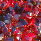 Dracila Berberis Japoneza Red Jewel,  arbust decorativ cu frunze rosii fructe rosii, de gradina