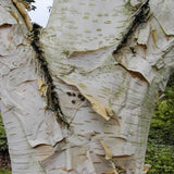 Mesteacan Alb Pur Doorenbos (Betula Utilis), scoarta alba decorativa, exfoliaza in mod atractiv, crestere rapida
