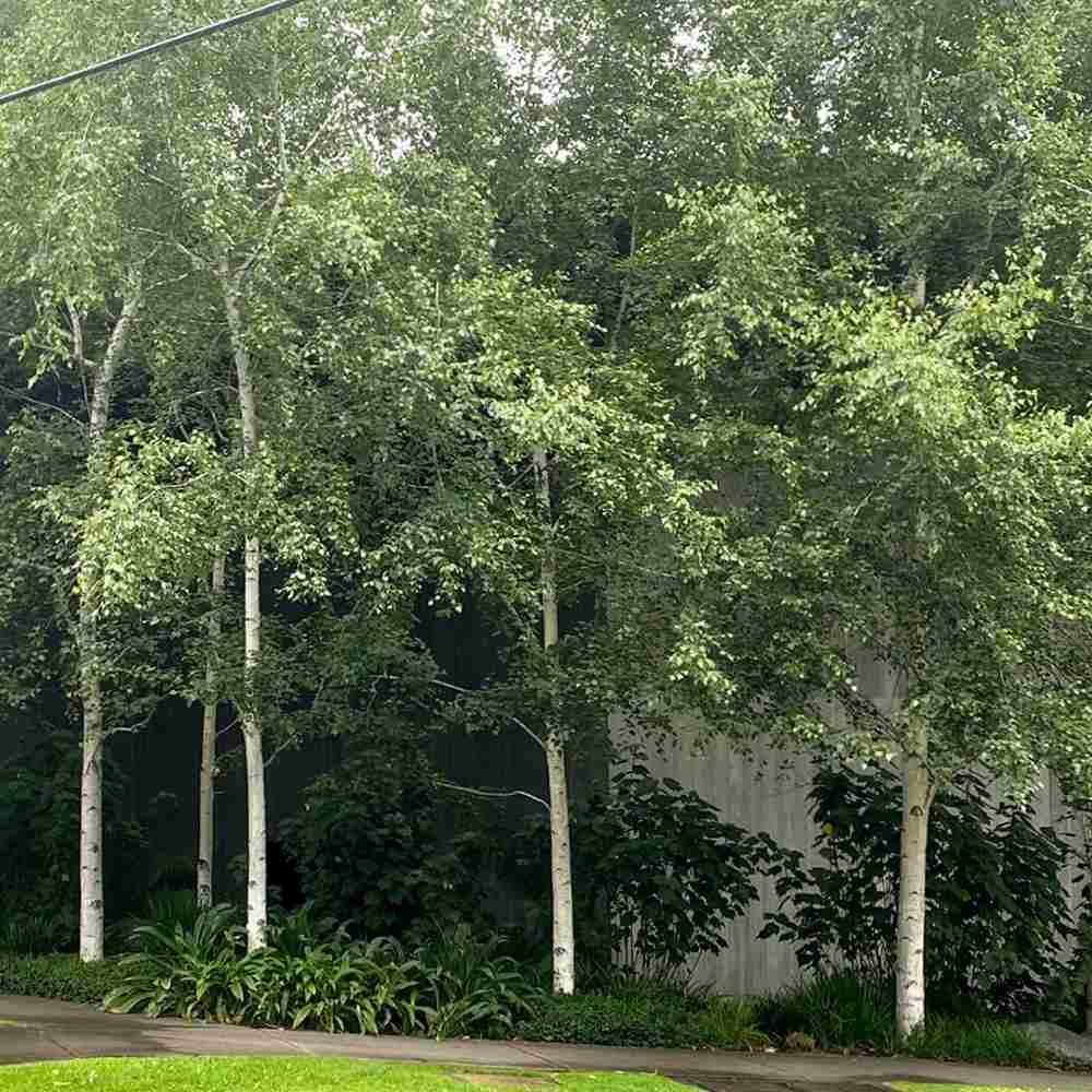 Mesteacan Alb-Argintiu (Betula Pendula), scoarta alba-argintie decorativa, exfoliaza in fasii subtiri, crestere rapida