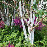 Mesteacan Alb Pur Himalayan Jacquemontii, scoarta alba intensa, decor peisagistic