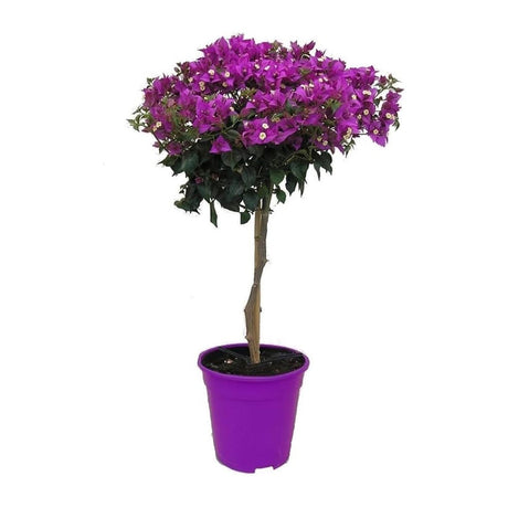 Murvafürt Bougainvillea Alexandra törzses, lilás-rózsaszín dísznövény teraszra és cserépbe