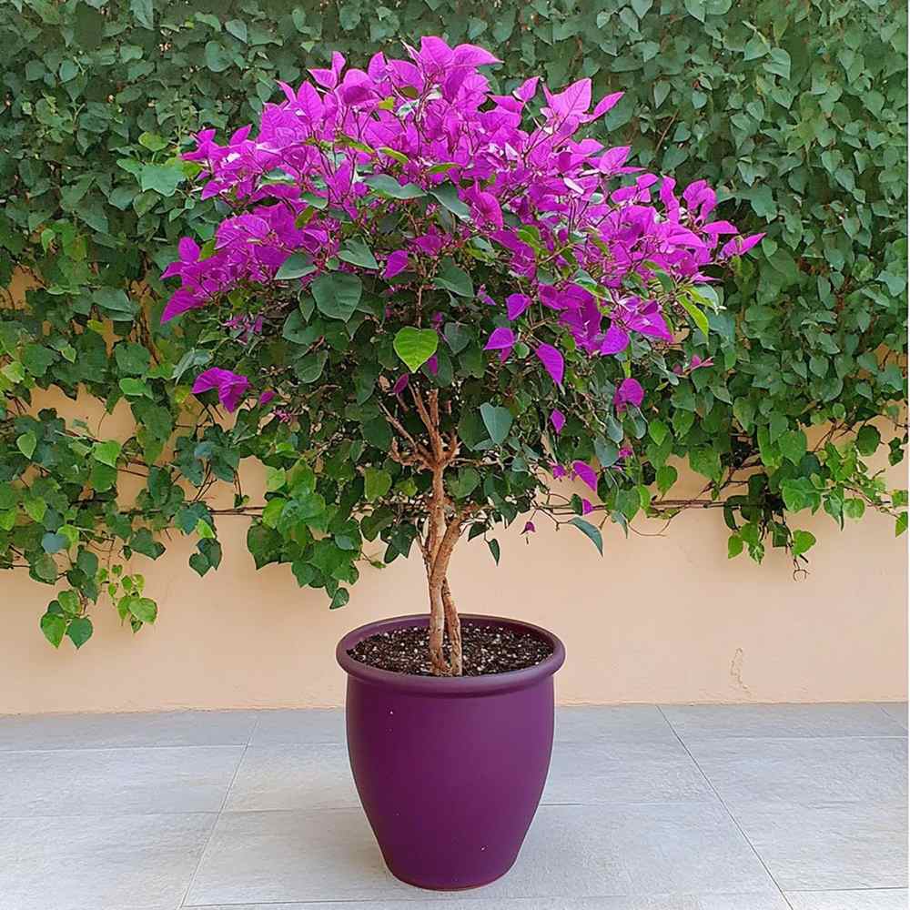 Murvafürt Bougainvillea Alexandra törzses, lilás-rózsaszín dísznövény teraszra és cserépbe