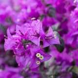 Murvafürt Bougainvillea Alexandra törzses, lilás-rózsaszín dísznövény teraszra és cserépbe