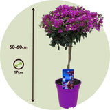 Murvafürt Bougainvillea Alexandra törzses, lilás-rózsaszín dísznövény teraszra és cserépbe