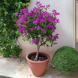 Murvafürt Bougainvillea Alexandra törzses, lilás-rózsaszín dísznövény teraszra és cserépbe
