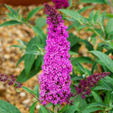 Liliac de vara rosu Buzz Wine (Buddleja), liliac pitic magenta-mov parfumat inflorire lunga rezistent