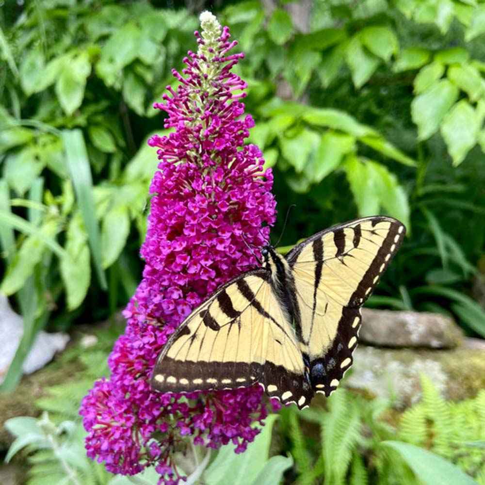 Liliac de vara rosu Buzz Wine (Buddleja), liliac pitic magenta-mov parfumat inflorire lunga rezistent