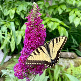 Liliac de vara rosu Buzz Wine (Buddleja), liliac pitic magenta-mov parfumat inflorire lunga rezistent