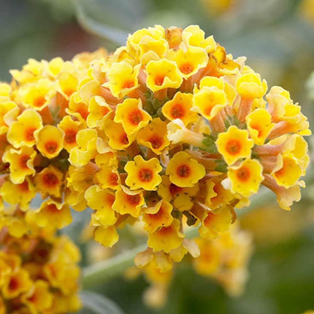 Liliac de Vara Sungold (Buddleja), arbust decorativ cu flori aurii-galben foarte parfumate abundente, crestere rapida, iubitor de soare