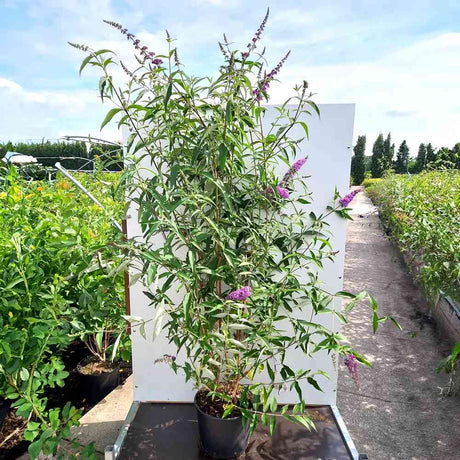Liliac de vara mov-roz Ile de France (Buddleja), arbust decorativ flori violet parfumate, atrage fluturi,iubitor de soare, crestere rapida