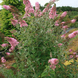 Liliacul de Vara Pink Panther (Buddleja), arbust decorativ cu flori roz parfumate, atrage fluturi, crestere rapida, port bogat