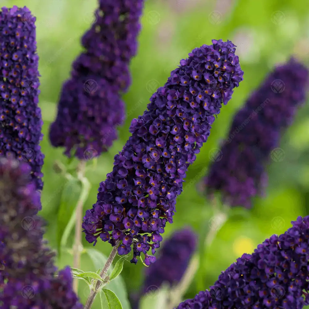 Liliac de Vara Black Knight (Buddleja), arbust decorativ cu flori violet-inchis foarte parfumate, crestere rapida, iubitor de soare