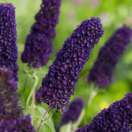 Liliac de Vara Black Knight (Buddleja), arbust decorativ cu flori violet-inchis foarte parfumate, crestere rapida, iubitor de soare