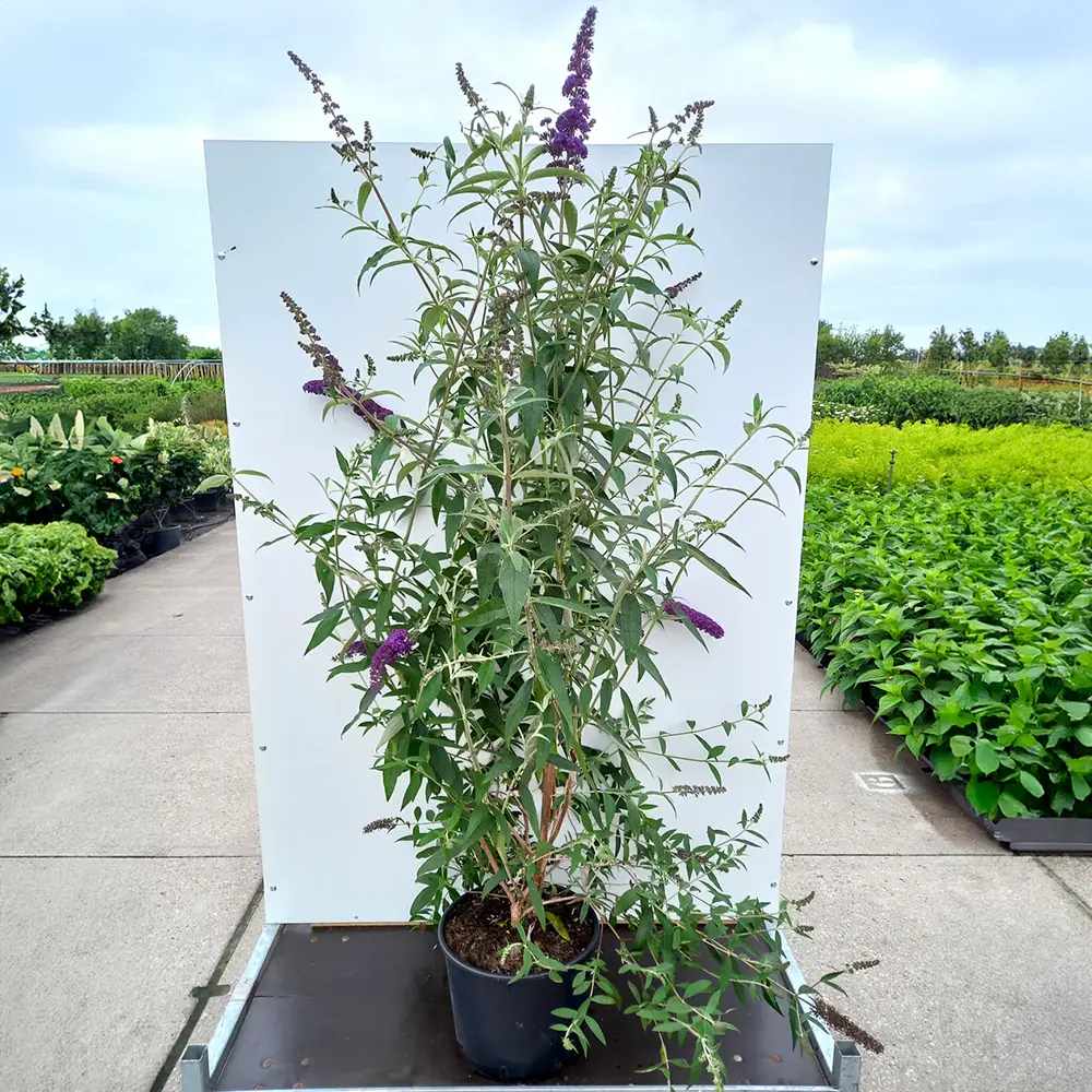 Liliac de Vara Black Knight (Buddleja), arbust decorativ cu flori violet-inchis foarte parfumate, crestere rapida, iubitor de soare