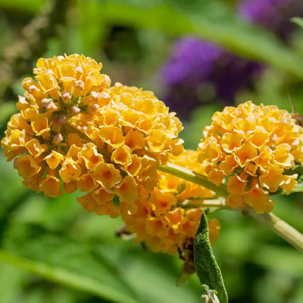 Liliac de Vara Sungold (Buddleja), arbust decorativ cu flori aurii-galben foarte parfumate abundente, crestere rapida, iubitor de soare