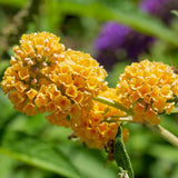 Liliac de Vara Sungold (Buddleja), arbust decorativ cu flori aurii-galben foarte parfumate abundente, crestere rapida, iubitor de soare
